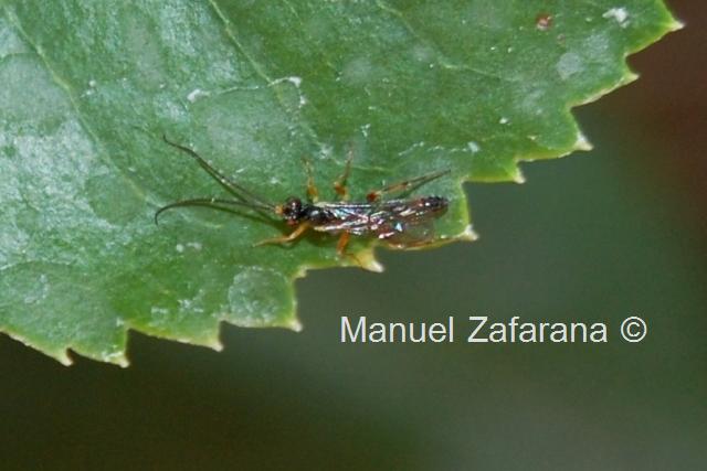 Ichneumonidae